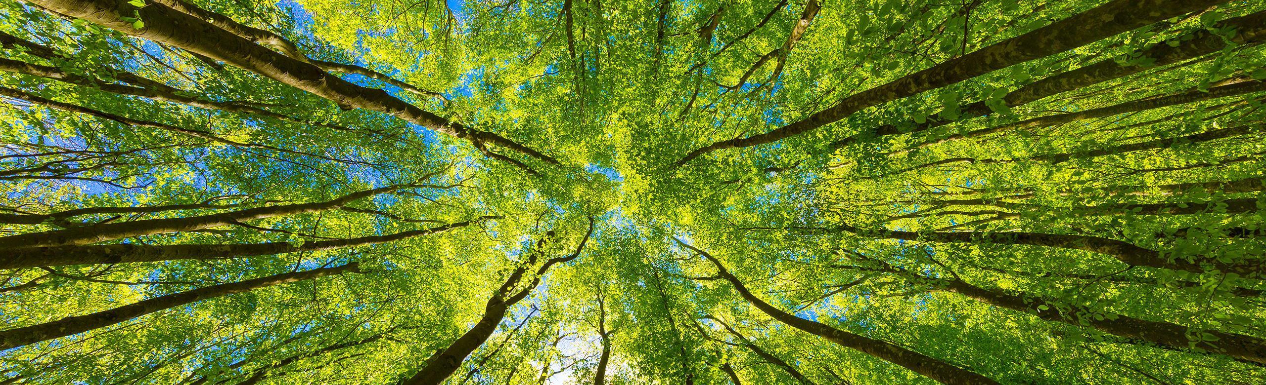 Canopée verte vue d’en bas – nature, durabilité, climat, forêt, biodiversité Vue vers le haut d’une forêt dense à feuillage vert vif. La lumière du soleil traverse les feuilles, laissant entrevoir le ciel bleu.